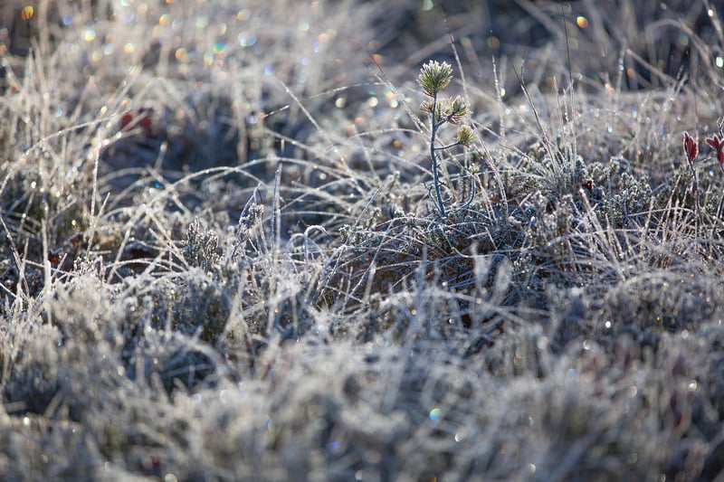 Whimsical Glades