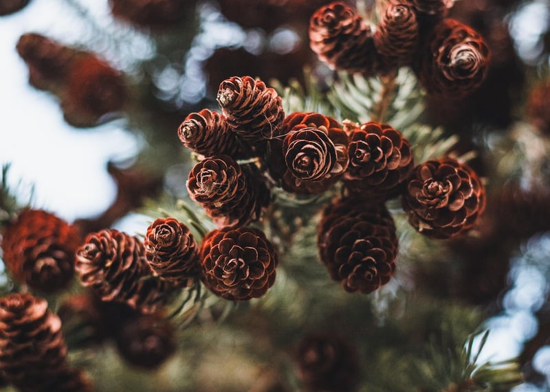 Pinecones